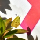 どうやって冬を越す？　キタキチョウ　他