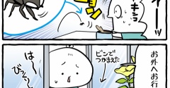 おうち大好き蜘蛛