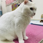 annex ニャンコのずっとのお家探し。