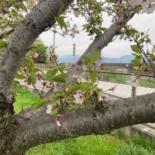 さしもも日記☆坂の上の雲の松山市から