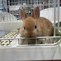 うさぎ日和🐰