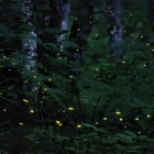 『投稿：BORGでヒメボタル　2022/07/25』の画像