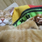 だいちゃんとはなちゃんの猫日記