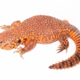 『新入荷！仕上がった子達も！！！』の画像