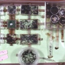 今年のムネアカオオアリ2014-1のようす