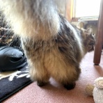 おそらくその平凡こそ幸せ　猫と私と家族の日常