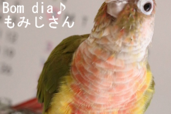 Bom Dia もみじ さん ウロコインコのもみじさんのブログ もみじさんのオモチャ