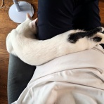 うちのとらまる