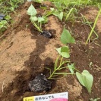 ブッチャケ(ぶっ鮭）日記