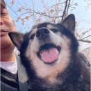 円山公園で外国人観光客の皆さんに可愛がってもらって良かったねww