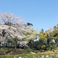 大庭台墓地の桜