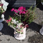 モナガーデン_中西園芸のblog