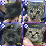 魚沼アニマルサポート・毎日里親募集中