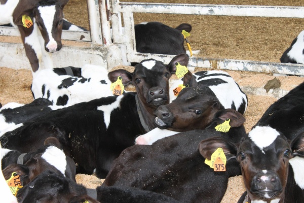 トヨニシファーム お知らせ 牧場ブログ 子牛