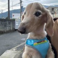 ノエルちゃん♪