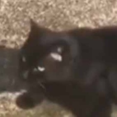 ネコが階段横の斜面にいた。この感触はクセになる♪ → 猫は何度もこうします…