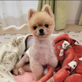 WanWan net🐾ボランティアチーム