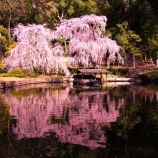 『2026.3『曹源寺』の しだれ桜 🌸 / 岡山市中区円山』の画像
