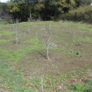 260412『ポポーっす。』