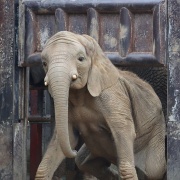 媛ちゃんの19歳のお誕生会♪ (2)
