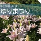 『「南くりこま高原一迫ゆり園　ゆりまつり」のお知らせ』の画像