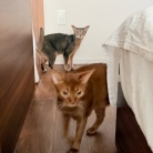 免疫力落ちた？蕁麻疹でて痒い߹-߹