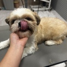 トリミング室より