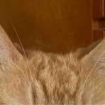 やーこばなし
