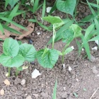 『7月31日に種蒔きしたゴーヤの芽が出ました！！！』の画像