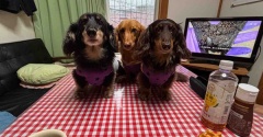 お土産なの。