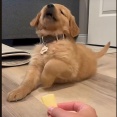 犬だって食べず嫌いはある…初めてのリンゴを拒否するも、かじってみたら→「美味しい！」（動画）
