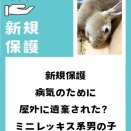 新規保護うさぎの紹介　まなくん