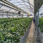 カズナル　～鳥達の襲撃