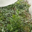 今シーズンの豆