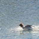 今年初鳥撮り　カワアイサ雌