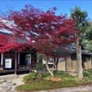 有楽苑(うらくえん)の紅葉