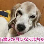 ガオだらけな日々　