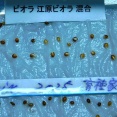 発芽したよ～♪　昔の記憶