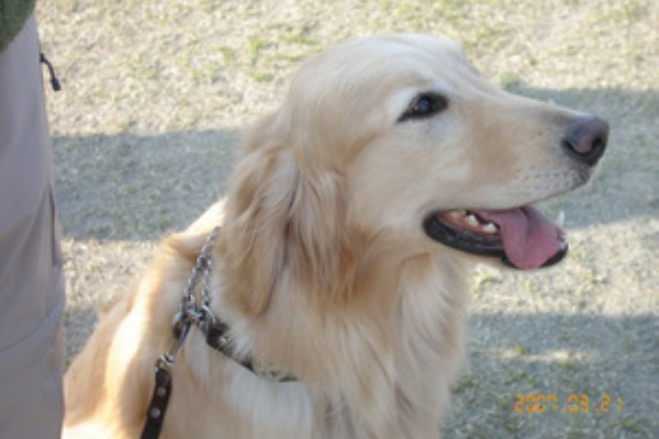 ラブドッグスクール In 岡山 表彰記録