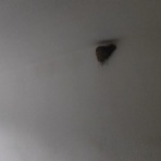 ときどきひびき農園日記