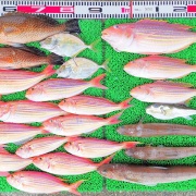 2026年2月14日　釣果