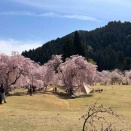 トラちゃんの鼻血2