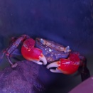 アカテガニ