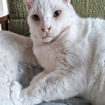 おれはしろた　その２