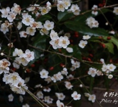 香り漂う梅の花