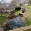 ただの日記　春の野川へ行く