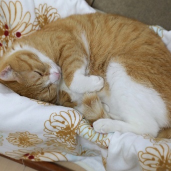 ハンモックに戻る猫。