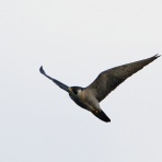 お城と淀川の鳥撮り記