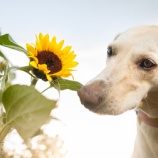 『保定は悪ですか？卵はどうやって持つ？豆腐は？じゃあ犬は？』の画像