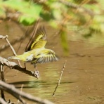 野鳥は可愛い♪ ２